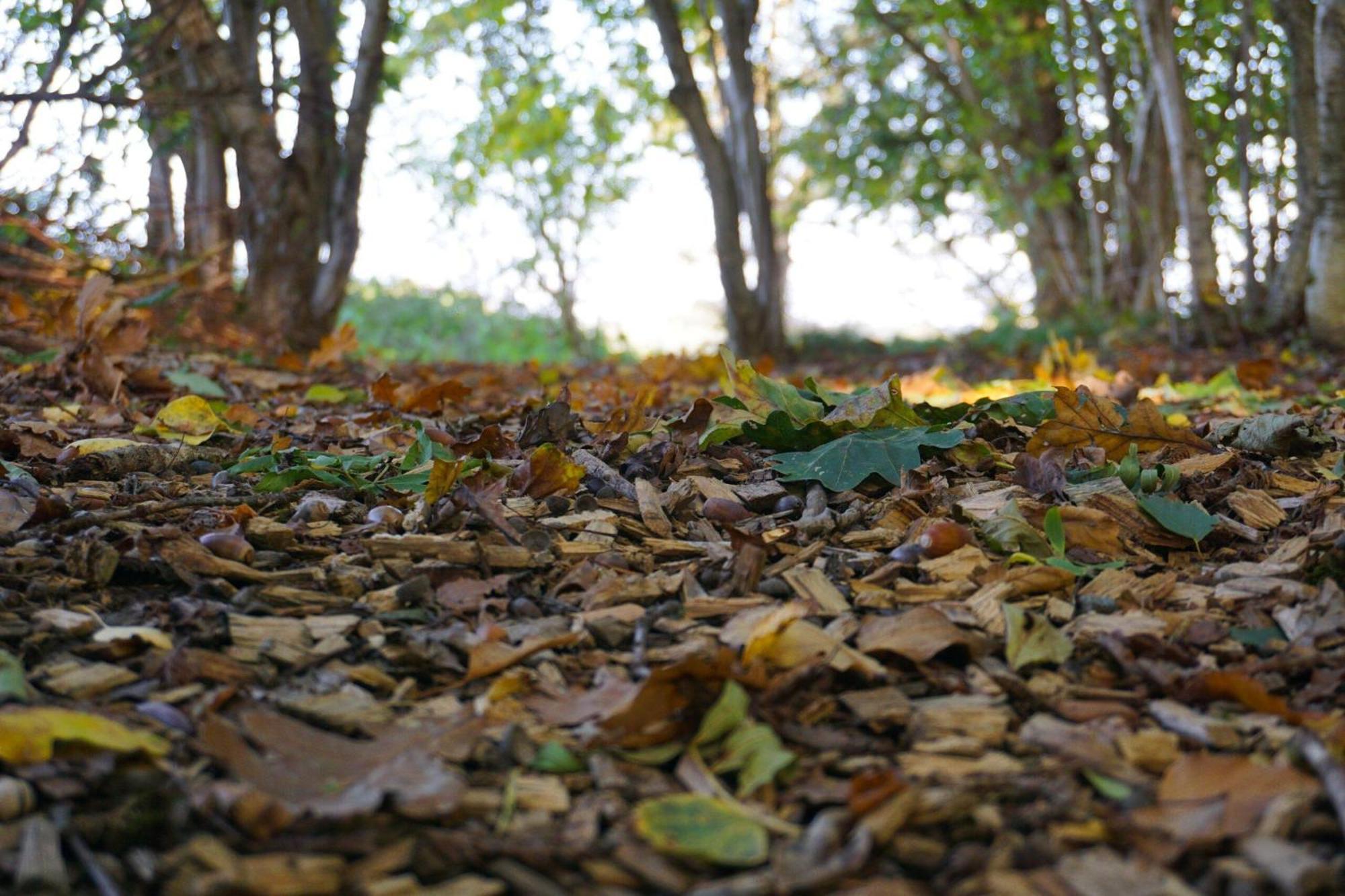 5Sterne Ferienwohnung Im Fachwerk Mit Bergblick In Alleinlage Und Grossem Garten, Infrarotkabine Humberg Εξωτερικό φωτογραφία